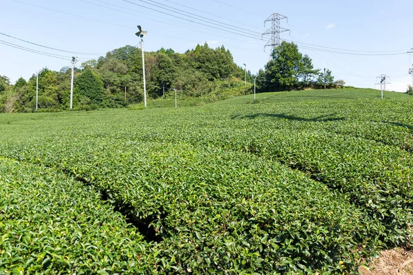 Grönt te plantage — Stockfoto