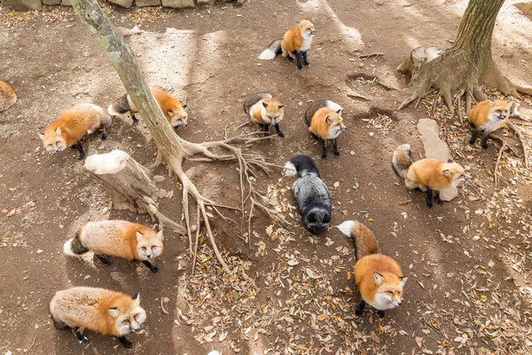 Muchos zorros rojos en la aldea —  Fotos de Stock