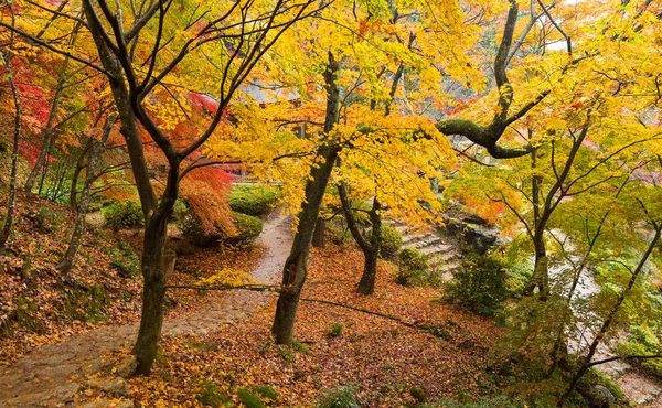 カエデの木のある日本庭園 — ストック写真