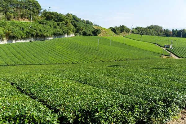 Zieloną herbatę farm — Zdjęcie stockowe