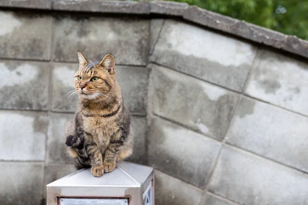 Lindo gato callejero — Foto de Stock