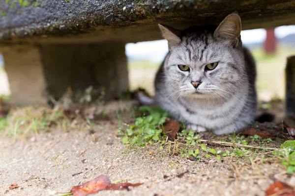 Вулична кішка ховається під сидінням у парку — стокове фото