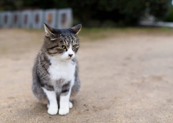 素敵な小さな通りの猫 — ストック写真