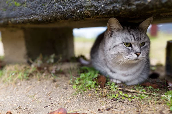 Straat kat verbergen onder de stoel — Stockfoto