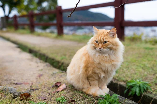 Gato encantador sentado en el parque — Foto de Stock