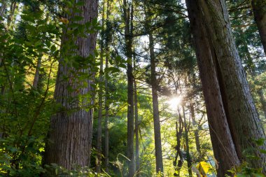 Green forest with tall trees