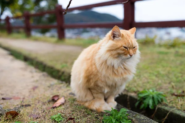 Gato callejero en parque — Foto de Stock