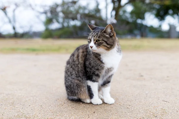 Lindo gato de calle sentado al aire libre — Foto de Stock