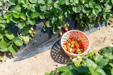 Gruptaki taze çilek sepeti