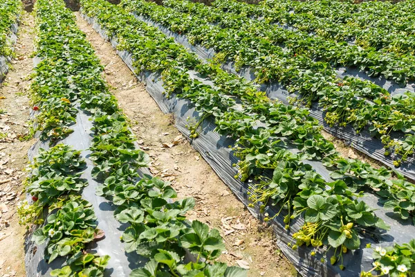 Campo de morango na fazenda — Fotografia de Stock