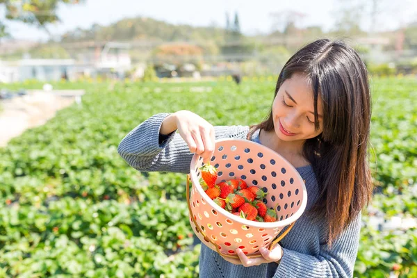 Kvinna plocka jordgubbar inuti en korg — Stockfoto