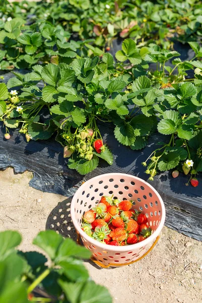 Panier de fraises fraîches dans le champ — Photo