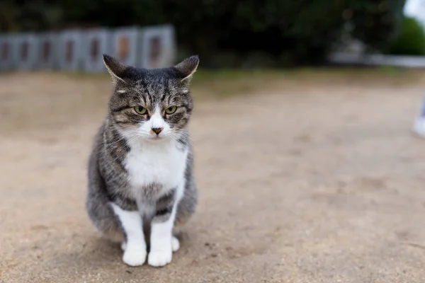 Gato de la calle mirando a cámara — Foto de Stock