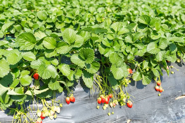 Green Strawberry field — Stock Photo, Image
