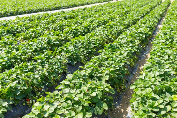 Campo de morango verde — Fotografia de Stock