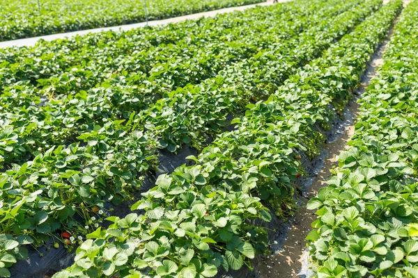Grön Strawberry fält — Stockfoto