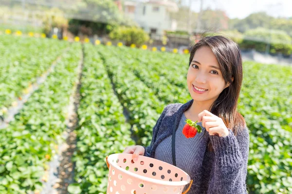 Vrouw plukken aardbeien uit veld — Stockfoto