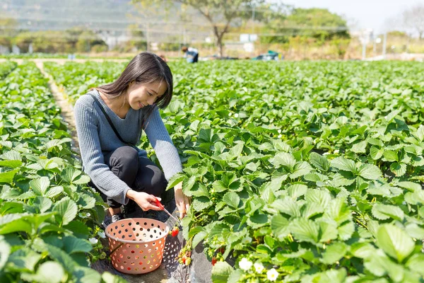 Woman picking up strawberries in field