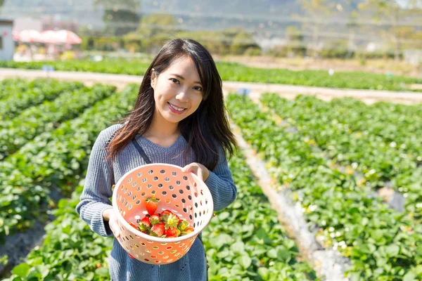 Frau pflückt Erdbeeren von Wiese — Stockfoto