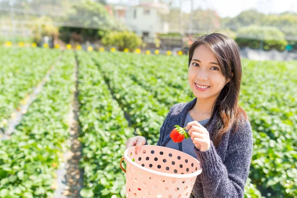 Frau pflückt Erdbeeren auf einem Bauernhof — Stockfoto