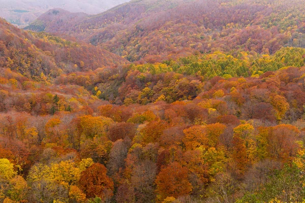 Hakkodasan in autumn season — Stock Photo, Image