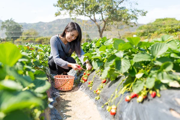 Kvinna plocka jordgubbar på jordgubbsland — Stockfoto