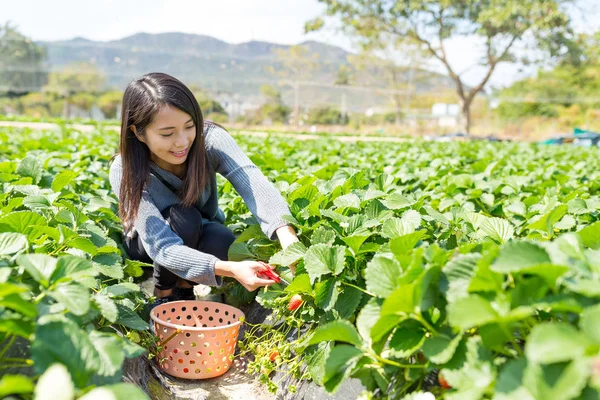 Kvinna plocka färska jordgubbar — Stockfoto