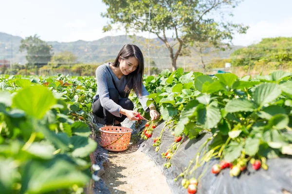 Donna che raccoglie fragole fresche in campo — Foto Stock