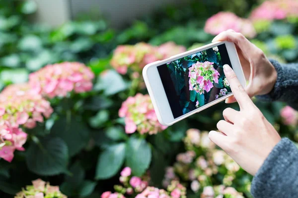 Frau fotografiert mit Handy Hortensie — Stockfoto