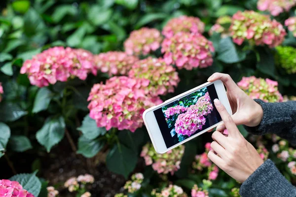 Frau fotografiert mit Handy Hortensie — Stockfoto