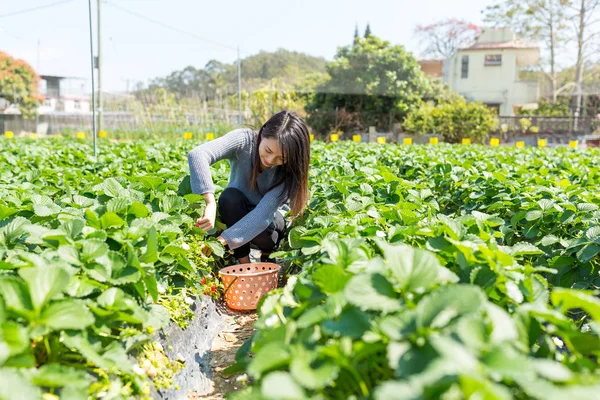 Frau pflückt Erdbeeren — Stockfoto