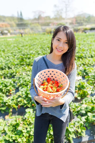 Kvinna anläggning korg med jordgubbar — Stockfoto