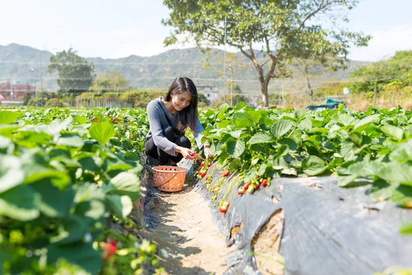 Kvinna plocka upp jordgubb i fältet — Stockfoto