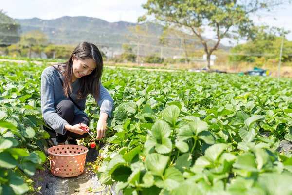 Frau schneidet Erdbeere auf Feld — Stockfoto