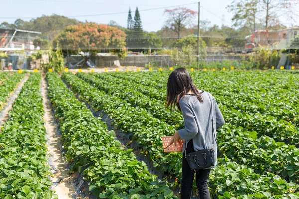 女性は屋外でいちごを摘んでください。 — ストック写真