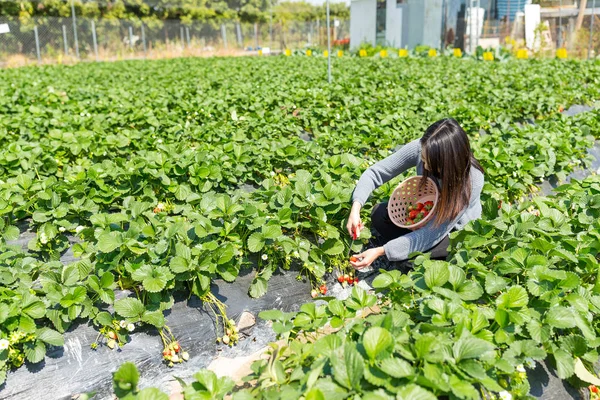 Truskawka picking Kobieta w łące — Zdjęcie stockowe