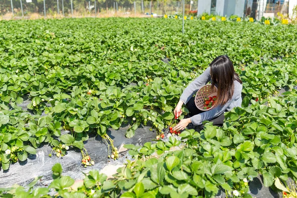 Kvinna plocka upp jordgubbar på utomhus — Stockfoto