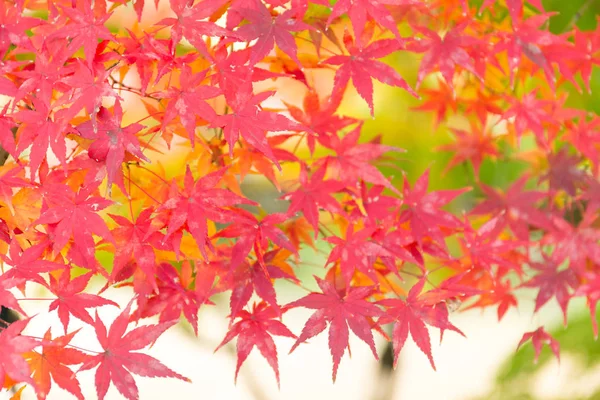 V podzimní sezóně javorový strom — Stockfoto