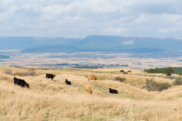 Cows in farm field — Stock Photo, Image