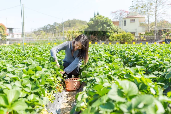 Kvinna plocka jordgubbar i fältet — Stockfoto