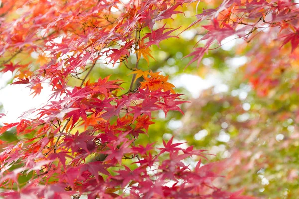 Red maple tree — Stock Photo, Image