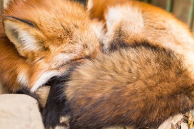 Uykulu Kırmızı tilki ormanda