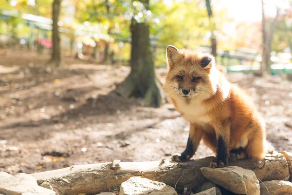 Red cute fox at outdoor — Stock Photo, Image