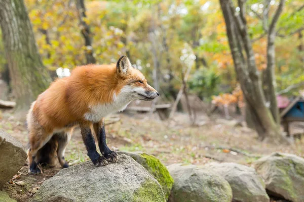 红狐狸站在岩石上 — 图库照片