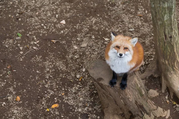 Pequeño zorro mirando hacia arriba — Foto de Stock