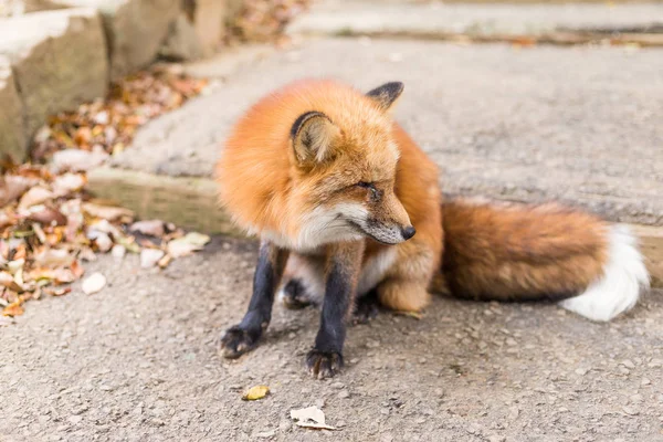 Lindo zorro rojo al aire libre — Foto de Stock