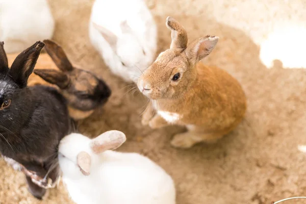 Милые кролики на ферме — стоковое фото