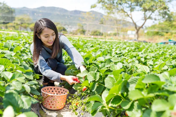 Frau pflückt Erdbeeren auf Wiese — Stockfoto