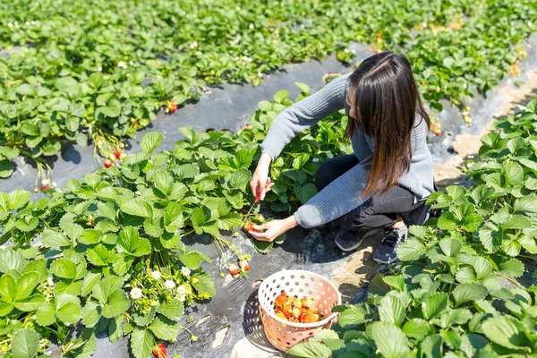 Kvinna njuta av skär jordgubbar i fältet — Stockfoto