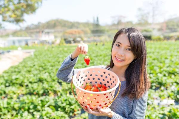 Frau pflückt Erdbeeren auf Feld — Stockfoto